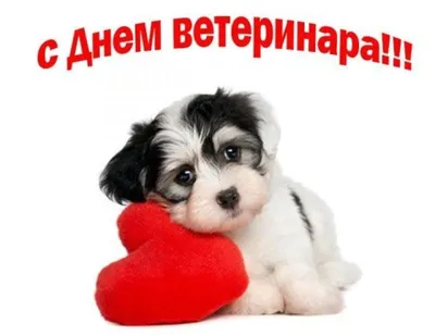 НеоВетЛаб - Україна - Шановні колеги! Вітаємо з Днем ветеринара! Бажаємо  успіхів на роботі, терпіння і старанності для важливих цілей, подяки за  нелегку працю, щастя в особистому житті, удачі і благополуччя. Нехай