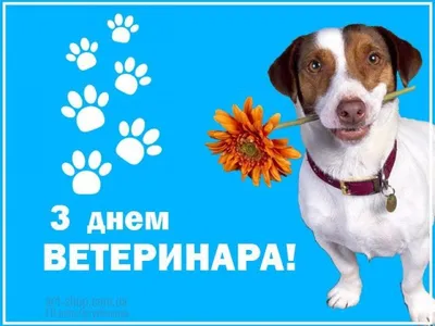 День работников ветеринарной медицины - поздравления в стихах, картинках —  УНИАН