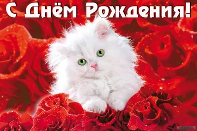 Светик, с Днём Рождения: гифки, открытки, поздравления - Аудио, от Путина,  голосовые