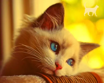 кот с грустными глазами | Светлана Балынь | Flickr