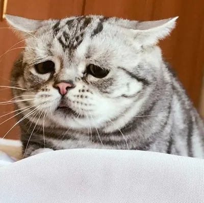 Кошечка с грустными глазками | Пикабу