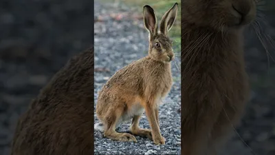 Бельгийский заяц — Племенные кролики из Европы