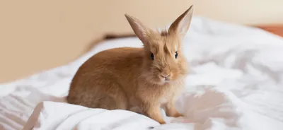 6 отличий зайца от кролика. | Природа и не только | Дзен