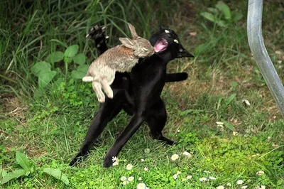 Зайцы и кролики: в чем отличия? Наталья Носова - YouTube