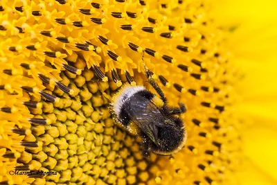 Жёлтые бантики с пчёлками – купить в интернет-магазине HobbyPortal.ru с  доставкой