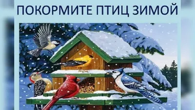 Акция «Покормите птиц зимой» 2024, Буинский район — дата и место  проведения, программа мероприятия.