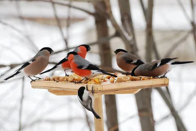 Правильно подкармливаем птиц зимой! | Здоровье и уход за питомцами | Дзен