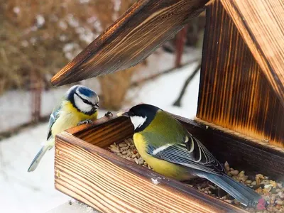 Воронежцев попросили покормить птиц зимой