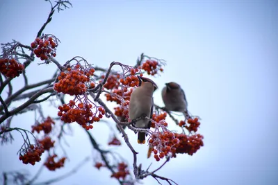 Чем можно и нельзя кормить птиц зимой - Лайфхакер