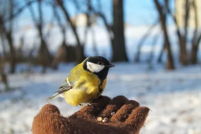 Лучики: Покормите птиц зимой!