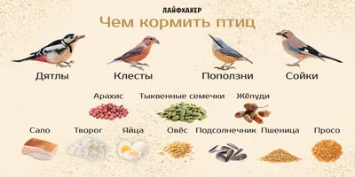 Рисунок Покормите птиц зимой! №224388 - «ЭКОЛОГИЯ и МЫ» (12.02.2024 - 04:53)