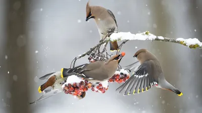 Работа — Покормите птиц зимой, автор Старцев Павел Артёмович