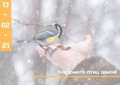 Покорми птиц зимой»