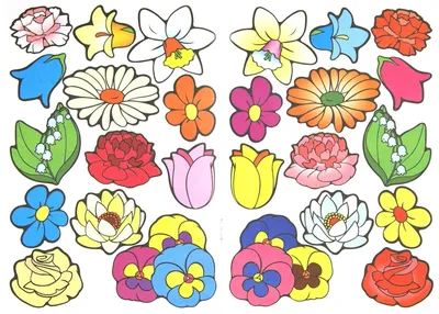 яркие цветы собранные в букет, ромашки разных цветов собранные в букет  фотография Stock | Adobe Stock