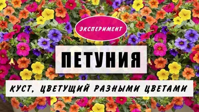 Букет из эустомы двух разных оттенков - заказать доставку цветов в Москве  от Leto Flowers