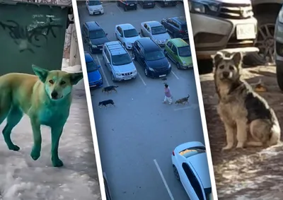 Кинолог призвал внимательно следить за собаками в жару - РИА Новости,  09.07.2023