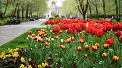 Розыгрыш букета «Поцелуй весны» к 8 марта | РУССКИЙ БУКЕТ