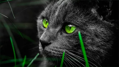 Черная кошка с зелеными глазами : @t33ch7h Ekaterina Toroschina wish