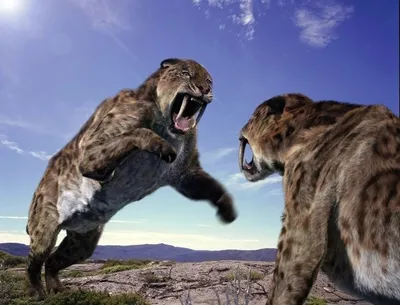 Саблезубый тигр: Самый загадочный зверь плейстоцена
