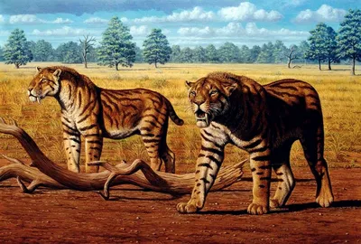 Онлайн пазл «Саблезубые тигры»