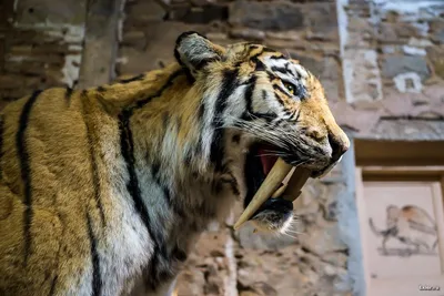 Фотообои \"Добродушный Диего саблезубый тигр\" - Арт. 210956 | Купить в  интернет-магазине Уютная стена