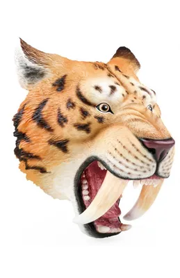 Саблезубый тигр | Far Cry Wiki | Fandom