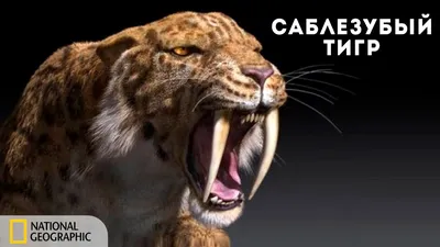 Same Toy Игрушка-перчатка Саблезубый тигр купить в Украине | код товара:  X352UT (528116)
