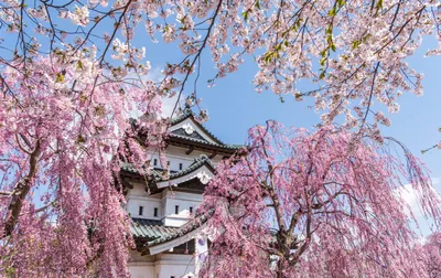 Цветение сакуры в парке Хиросаки | Аомори