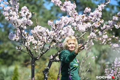 В Вашингтоне начинают цвести сакуры: как насладиться зрелищем лично и  онлайн - ForumDaily