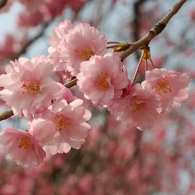 Сакура 2022 календарь цветения