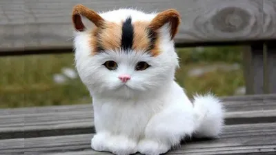 Самый милый кот в мире - 73 фото