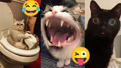20 самых смешных фотографий кошек со страницы \"Cat Virus.Exe\" в Instagram |  Mixnews