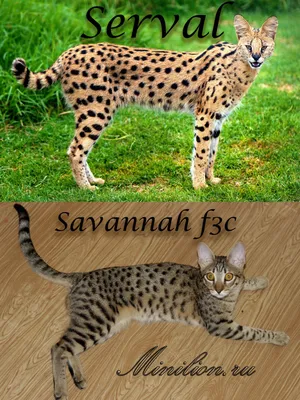 Саванна кошка: описание, характер, фото, цена