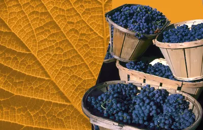 Сбор урожая и перспективы французского виноделия в 2023 году?