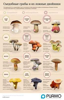 Съедобные грибы и их ложные двойники - РИАМО