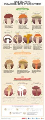 Ядовитые и съедобные грибы. Инфографика | Инфографика | Вопрос-Ответ |  Аргументы и Факты