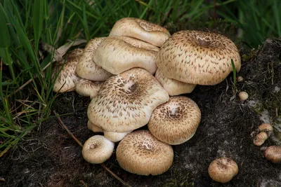 Грибы съедобные и ядовитые: как отличить, правила сбора грибов