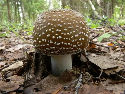 Съедобные и несъедобные грибы в картинках - 64 фото