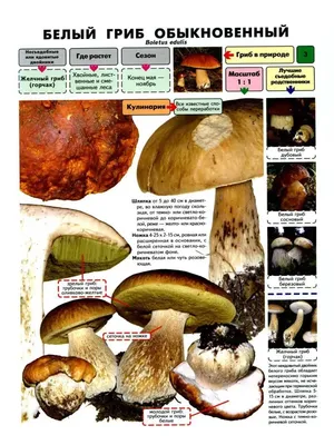 Как отличить съедобные грибы от ядовитых: фото и практические советы -  Апостроф