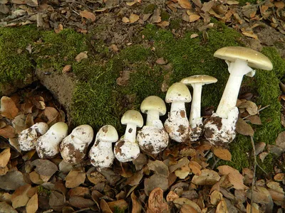 съедобные грибы реалистичные растения аноки устричные грибы. золотые грибы  и кремниевые грибы Иллюстрация вектора - иллюстрации насчитывающей предмет,  средства: 241389801