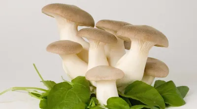 Какие грибы собирать и как не отравиться - съедобные и несъедобные -  основные отличия и фото - грибной сезон в Украине | OBOZ.UA