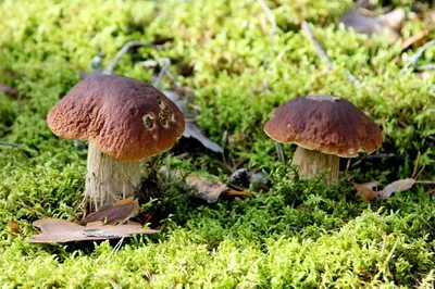Съедобные грибы со смертельно ядовитыми двойниками, список с фото | Грибы:  собираем, готовим, едим | Дзен