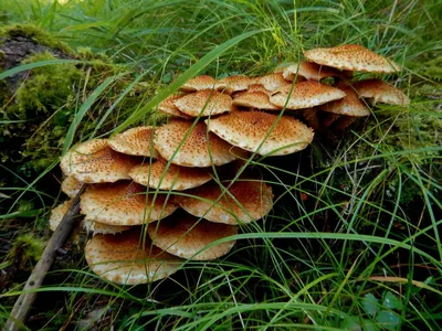 Съедобные грибы в октябре (59 фото) - 59 фото