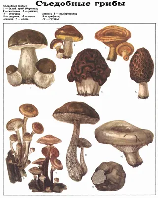 Съедобные грибы (ДЭ-3, Т. 4). | Грибы, Листья, Растения