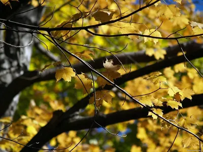 Начало осени☘️🌾🍀 #началоосени #сентябрь #лес #природасибири природа  #деревья #татышев #autumn #fall #september #nature #trees #tatishev… |  Instagram