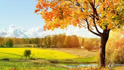 осень в японском горном хребте и лесу, осенний сельский пейзаж, сентябрь Hd  фотография фото, завод фон картинки и Фото для бесплатной загрузки