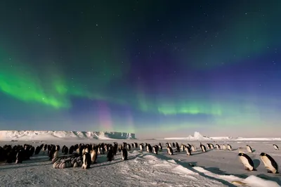 Северный полюс полярная ночь (50 фото) - 50 фото