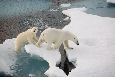 Северный полюс: Тайны и неизведанные просторы под льдами | Статья  интересная | Дзен