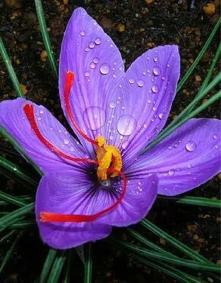 Шафран цветок (59 фото) - 59 фото