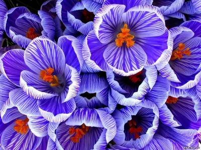 Saffron Crocus was First Domesticated in Ancient Greece | Sci.News